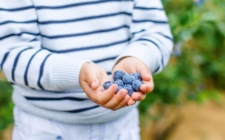 Simple Tricks to Make Blueberries Easy to Grow