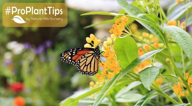 Best Plants to Attract Monarch Butterflies to the Garden!