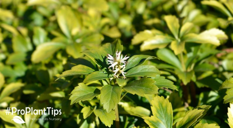 Pachysandra Ground Cover