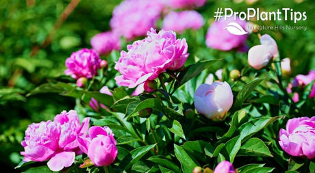 Top 5 Prettiest Peony Varieties!