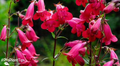 Planting With Penstemons: Which to Use and Why?