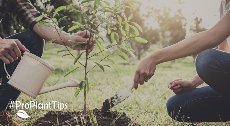 Planting A New Tree In The Same Hole As The Old One