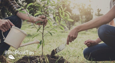 Planting A New Tree In The Same Hole As The Old One