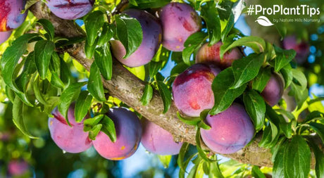 The Methley Plum, One of Nature's Best