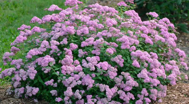 Introducing an Improved, Well-Behaved Spirea