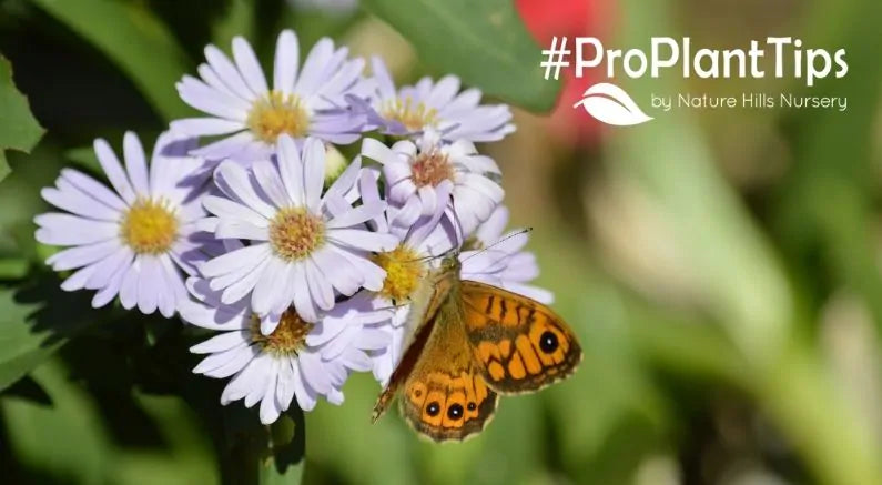 #ProPlantTips on Preparing a Feast for Your Pollinators!