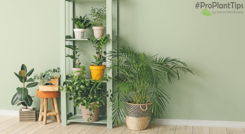 #ProPlantTips: Moving Houseplants Indoors for the Winter