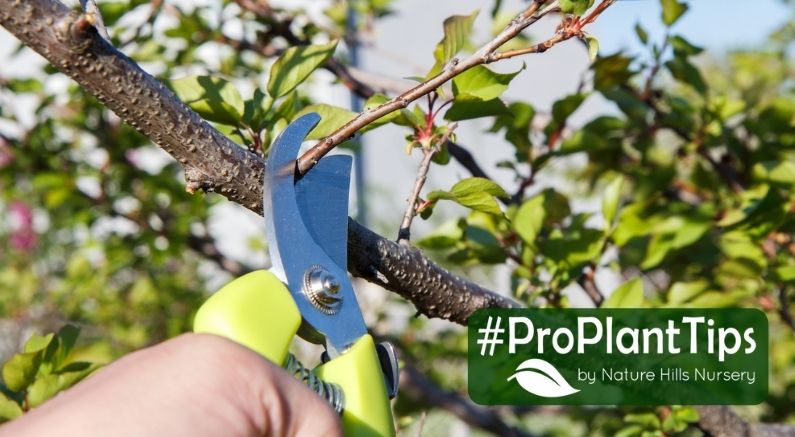 Pruning Fruit Trees Creates Better Crops & Healthy Trees!