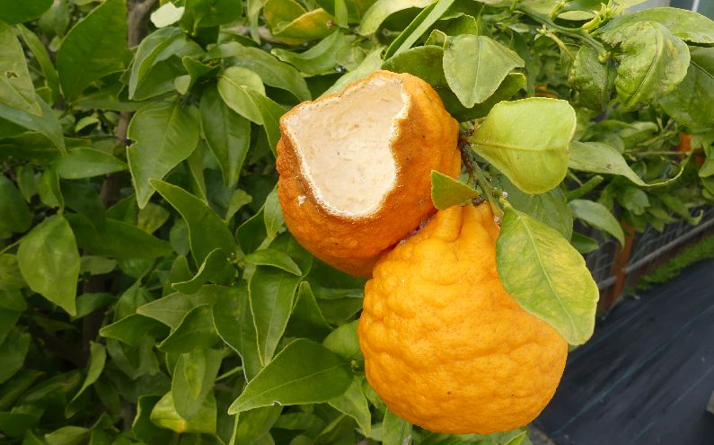 Solutions for the Top 6 Diseases and Pests of Home Grown Citrus