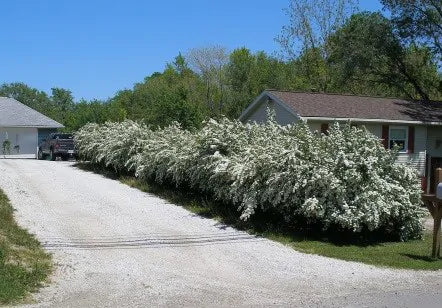 Spirea 101: Discover the Basics of the Spirea Flowering Shrub