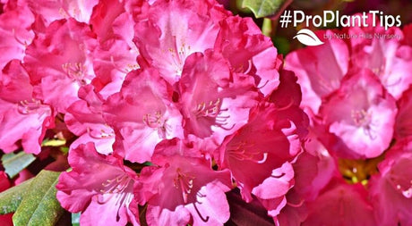 Top 5 Rhododendron Varieties Plus Pruning and Care Info