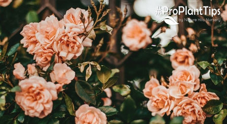 #ProPlantTips for Care - Getting Roses Ready for Winter