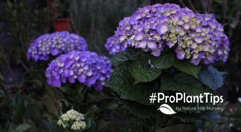 Purple Hydrangea In Shade