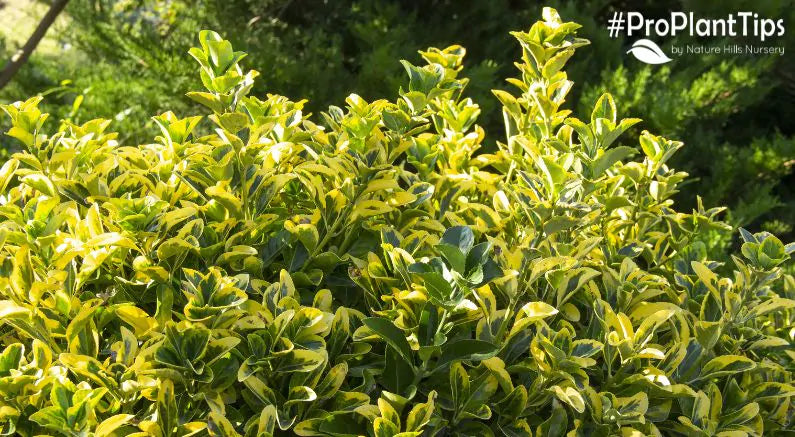 Shape-Shifting Euonymus - The Everything Evergreen!