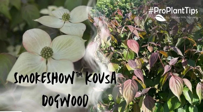 Introducing: The SmokeShow™ Kousa Dogwood!