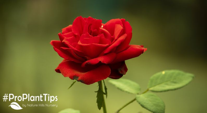 History of the Rose for National Red Rose Day!