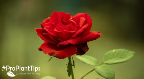 History of the Rose for National Red Rose Day!