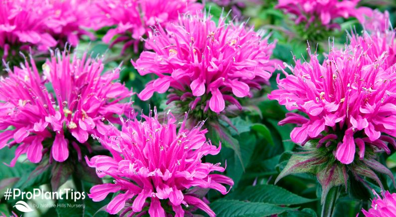 The Ultimate Pollinator Plant: Bee Balm!