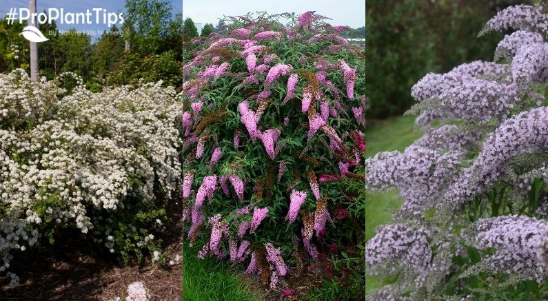 Top 10 Weeping Shrubs At Nature Hills!