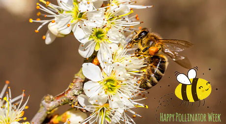 Top Flowering Plants To Help Pollinators