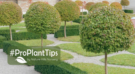 Complete Guide To Caring For Grafted Trees