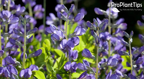 Tall Spires & Native Hardiness - False Indigo Baptisia!