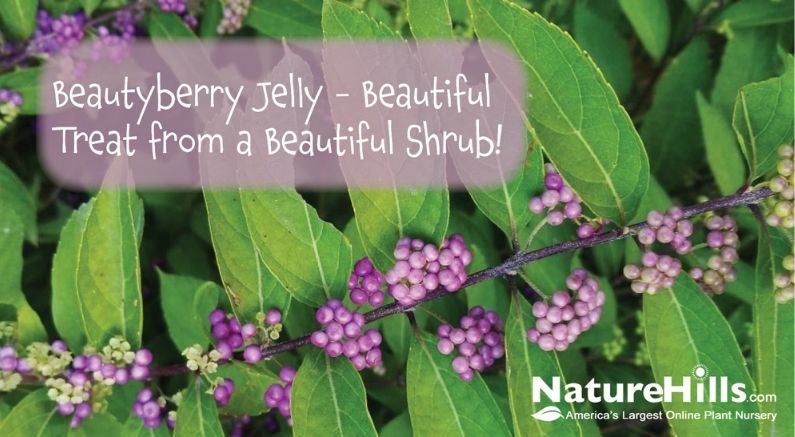 Beautyberry Jelly - Beautiful Treat from a Beautiful Shrub!