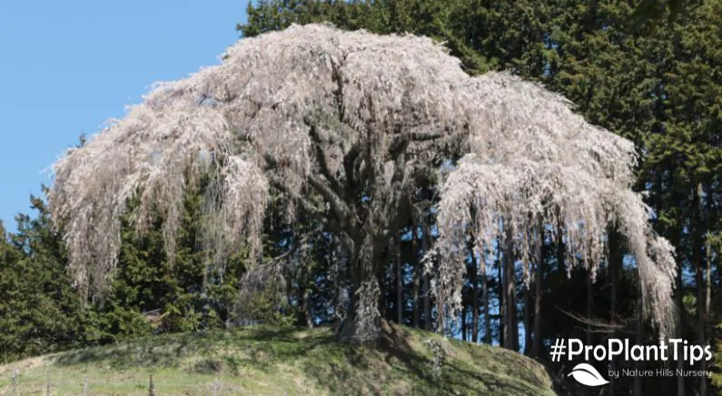 Magical Weeping Trees & How To Care For Them!