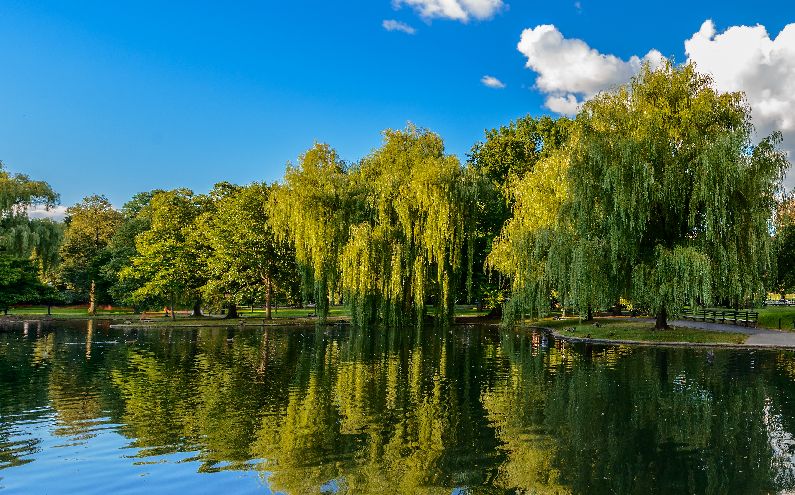 Learn How to Use Fast-Growing Willow Trees