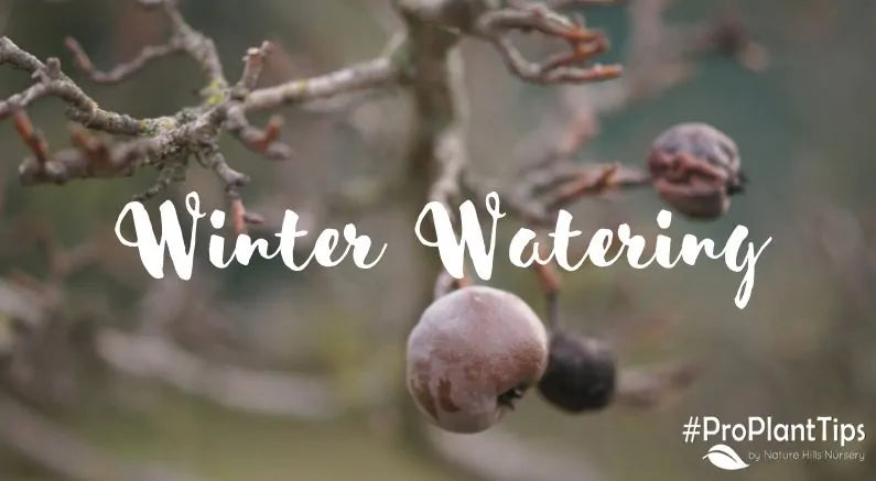 #ProPlantTips for Care: The Importance of Winter Watering!