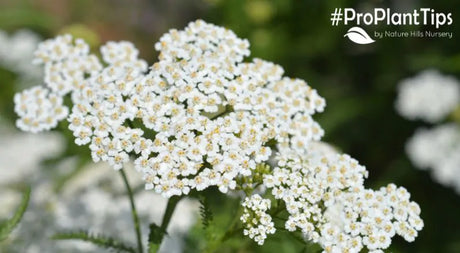 Bees, Butterflies & Brilliance! Check Out Perennial Yarrow!