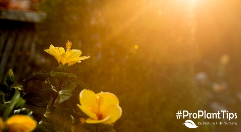 A Guide to Sun Exposure: Full Sun, Partial Sun, and Full Shade - Nature Hills Nursery