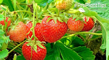 A Unique Way to Use Strawberry Plants In the Landscape - Nature Hills Nursery