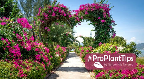 A Valentine's Day Garden That Speaks the Language of Love - Nature Hills Nursery