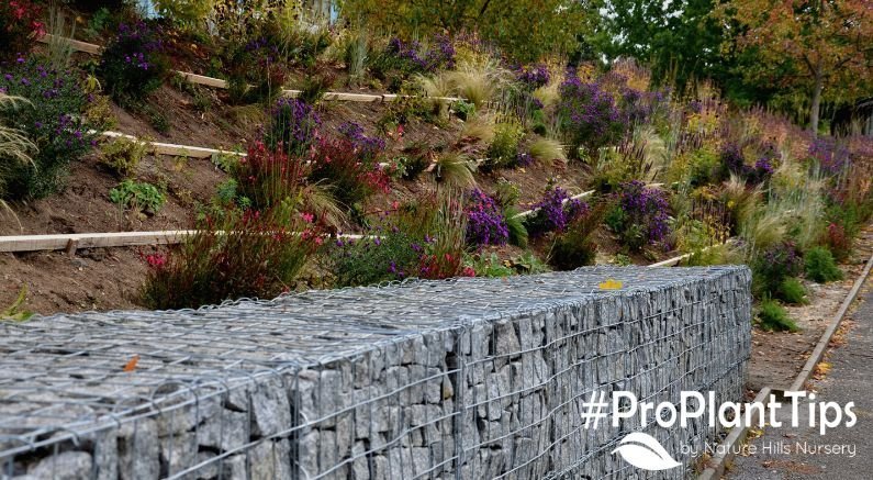 Best Erosion Control Plants for Slopes & Yards