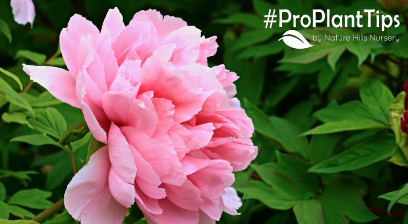 Peony Care After Flowering - Nature Hills Nursery