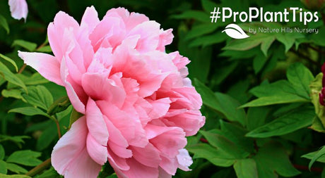 Peony Care After Flowering - Nature Hills Nursery