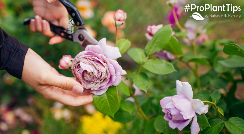 All About Deadheading For More Blooms! - Nature Hills Nursery