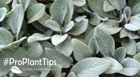 care for & shop lamb's ear at naturehills.com