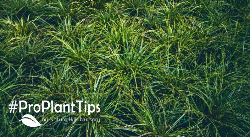 how to plant and grow Sedge grass at nature hills