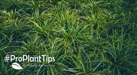 how to plant and grow Sedge grass at nature hills