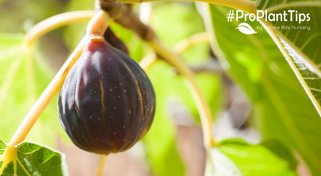 All You Need to Know About Fertilizing a Fig Tree - Nature Hills Nursery