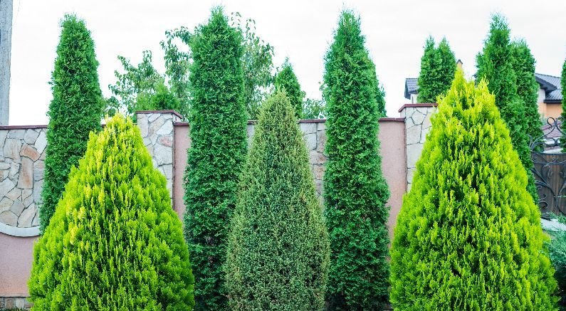 Almost Everything You Need to Know About Privacy Trees and Shrubs - Nature Hills Nursery