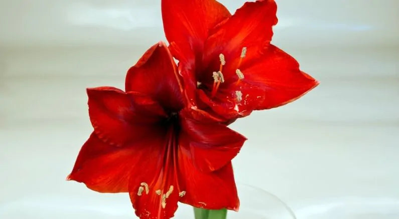 How to Grow Your Garden in the Winter With Amaryllis