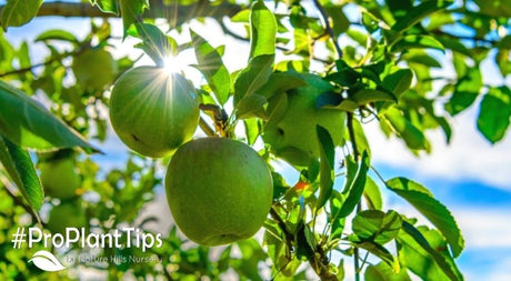 Apple Trees You Need in Your Life - Nature Hills Nursery