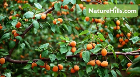 Apricots Are Underrated (And Here’s Why) - Nature Hills Nursery