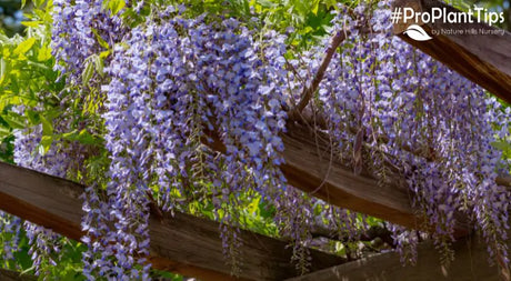 Arbors, Trellises, Pergolas, Oh My!