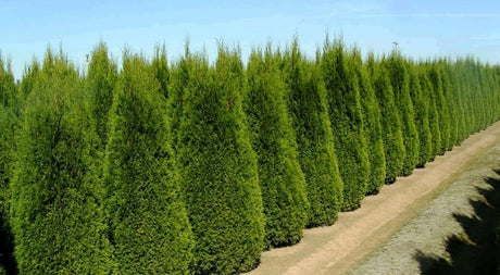 Arborvitae Growth Rate Explained - Nature Hills Nursery