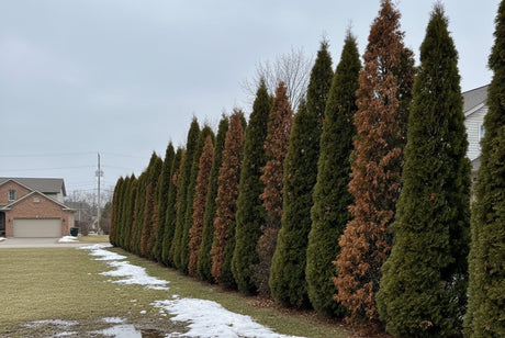 Why are my arborvitae turning brown - row of Emerald Green Arborvitae showing winter burn browning damage on one side