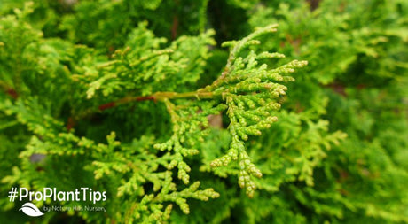 Arborvitae Growth Rate